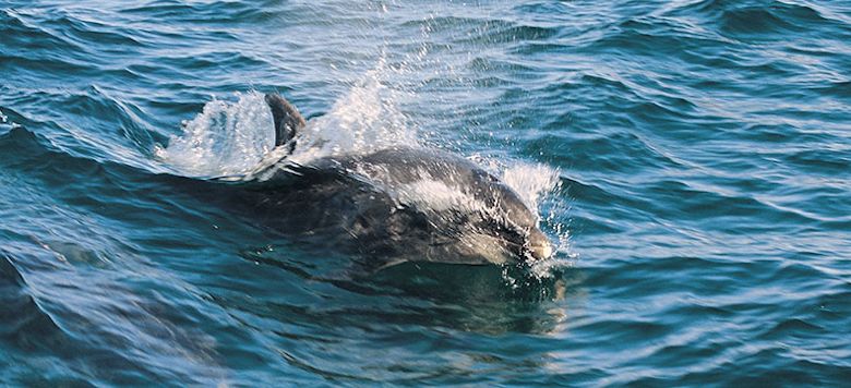 Bottle nosed Dolphin