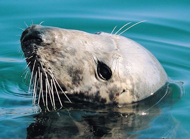 Atlantic Grey Seal